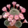 Rebutia_espinosae